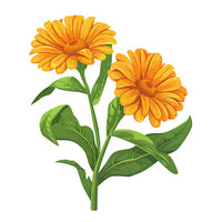Calendulaöl