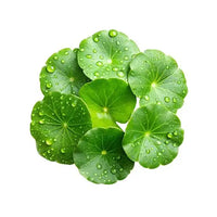 Centella Asiatica